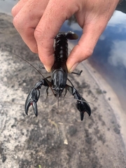 Cherax preissii