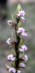 Prasophyllum fimbria