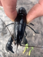 Cherax preissii