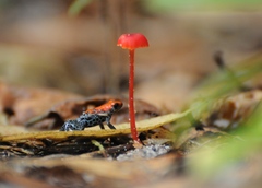 Ranitomeya reticulata