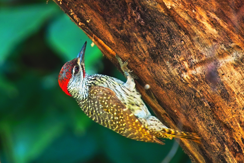 African Green Woodpeckers