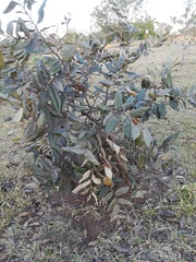 Duguetia furfuracea