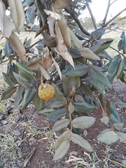 Duguetia furfuracea