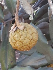 Duguetia furfuracea