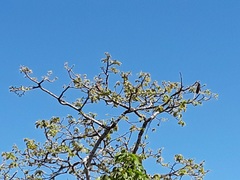 Hymenaea stigonocarpa