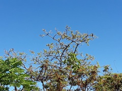 Hymenaea stigonocarpa