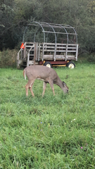 Odocoileus virginianus