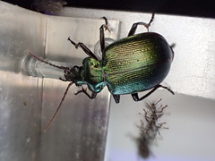 Calosoma schayeri