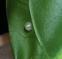 Acanthocephala femorata