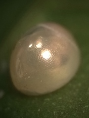 Acanthocephala femorata