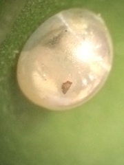 Acanthocephala femorata