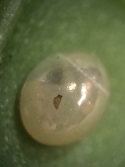 Acanthocephala femorata