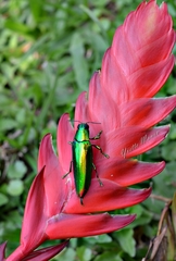 Chrysochroa fulminans