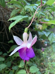 Fuchsia × hybrida