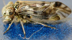 Clematostigma maculiceps