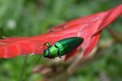 Chrysochroa fulminans