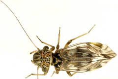 Clematostigma maculiceps