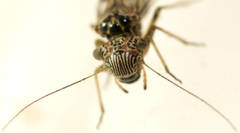 Clematostigma maculiceps