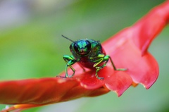Chrysochroa fulminans