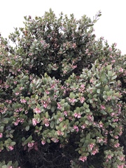 Arctostaphylos morroensis