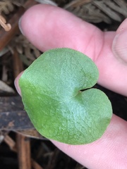 Cyrtostylis reniformis