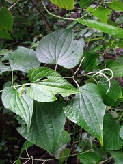 Piper martensianum