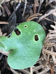 Cyrtostylis reniformis