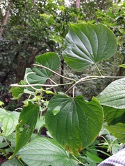 Piper martensianum