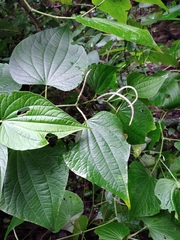 Piper martensianum