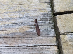 Kalotermes approximatus