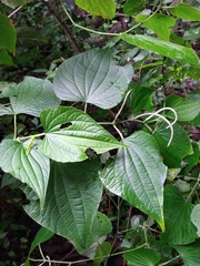Piper martensianum