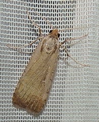 Tathorhynchus fallax