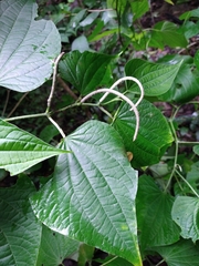 Piper martensianum