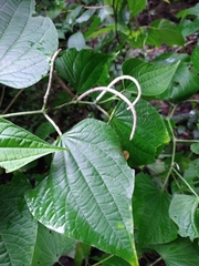 Piper martensianum
