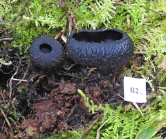 Plectania rhytidia