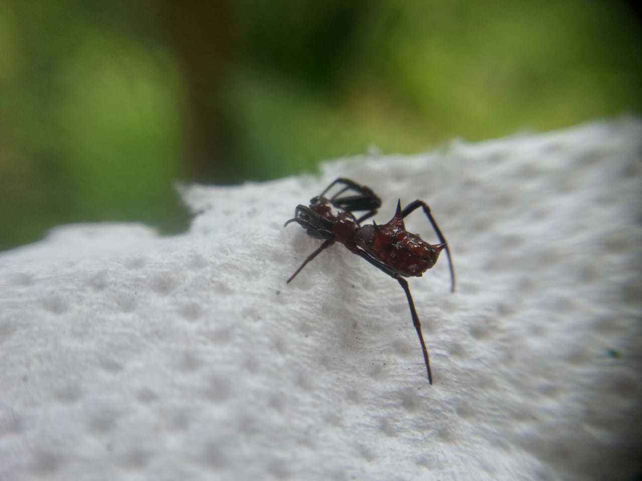 Micrathena image