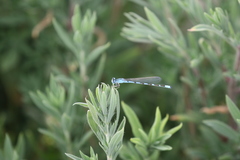 Enallagma clausum
