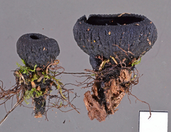 Plectania rhytidia