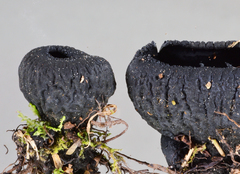 Plectania rhytidia