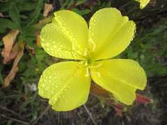 Oenothera elata hookeri