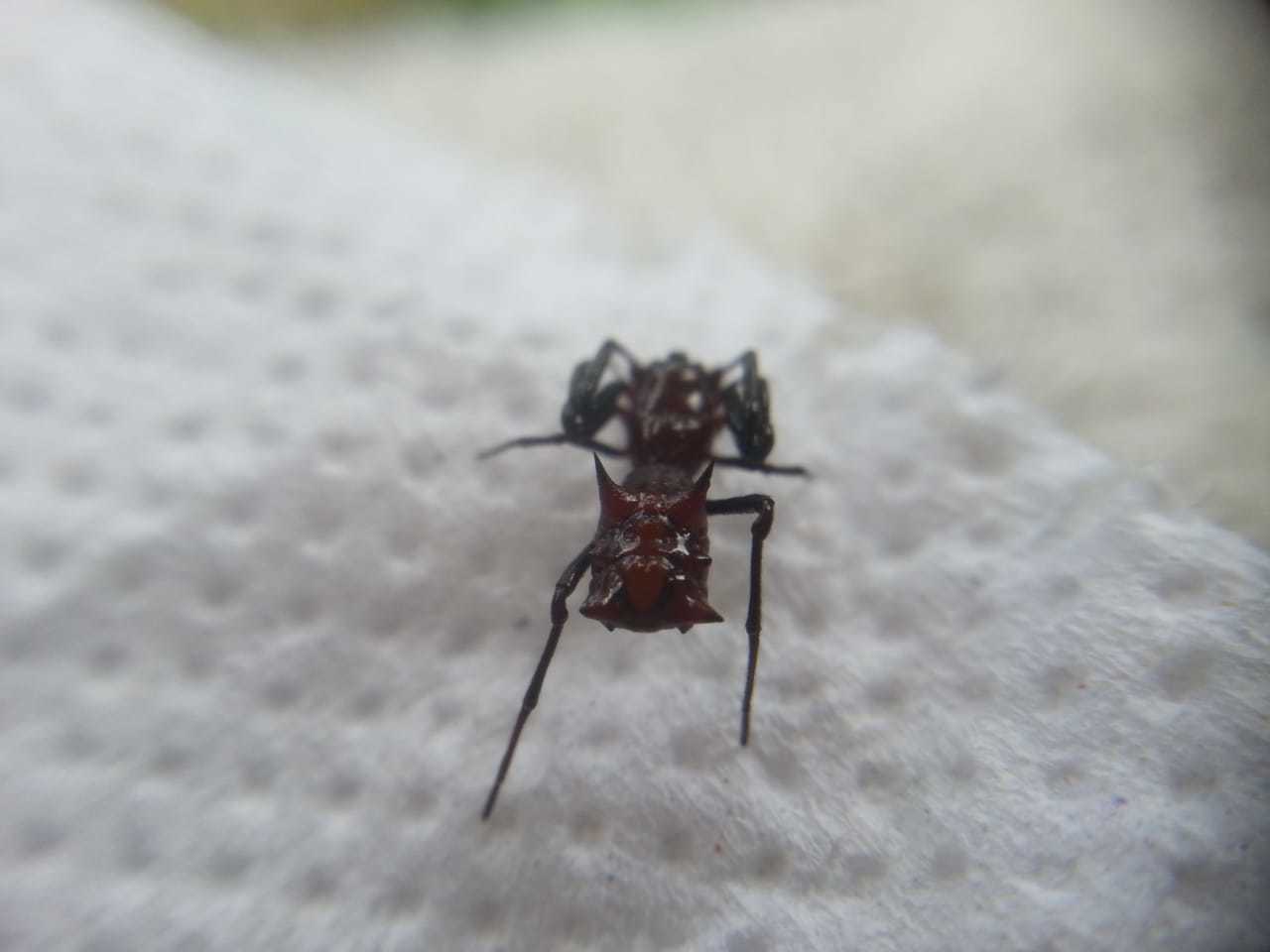 Micrathena image