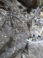 Pachystegia insignis