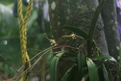 Trichocentrum andrewsiae