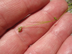 Carex trisperma