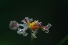 Trichocentrum andrewsiae