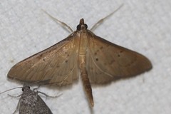 Ectadiosoma straminea