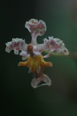 Trichocentrum andrewsiae