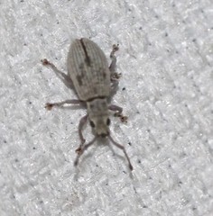 Myllocerina