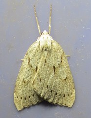Philedia punctomacularia