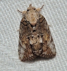 Etanna clopaea